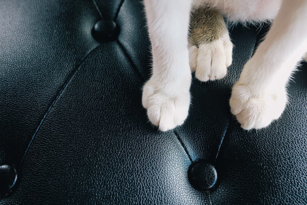 How To Protect Leather Furniture From Pets, Leather Scratching Post