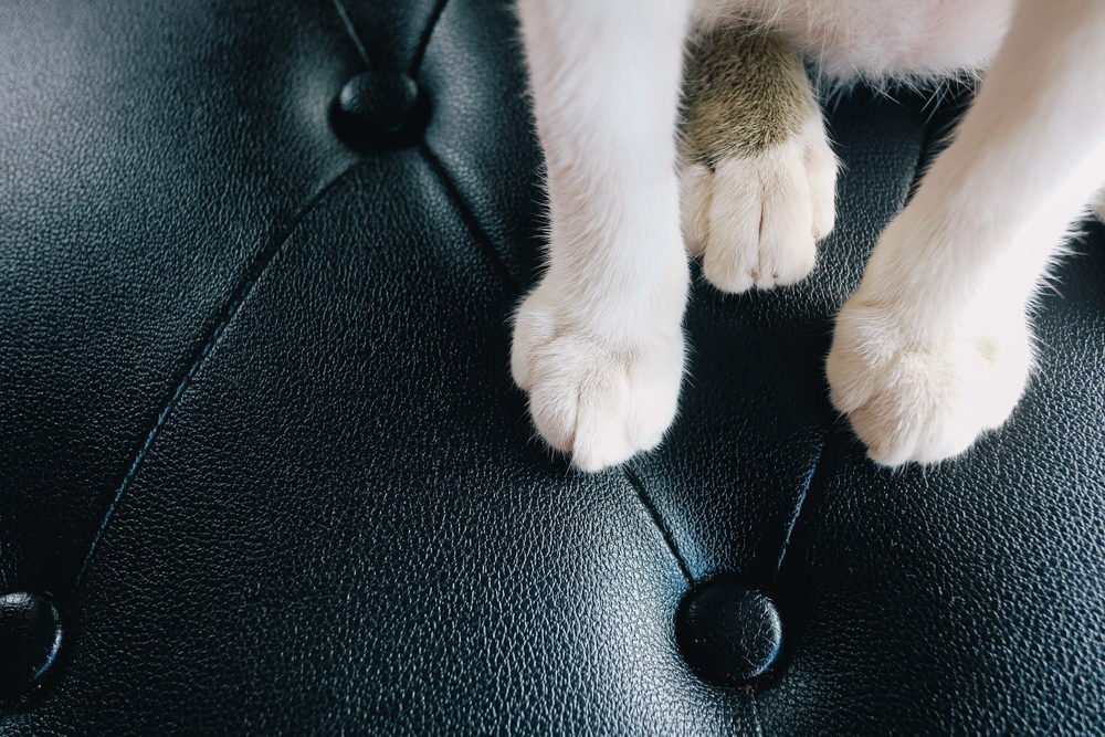 are leather couches good for dogs