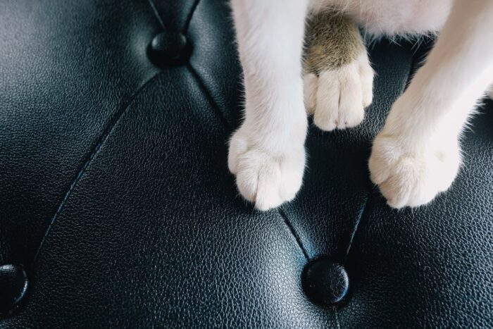 How to protect leather furniture from pets