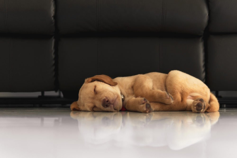 How To Protect Leather Furniture From Pets, Dog Friendly Leather Sofas
