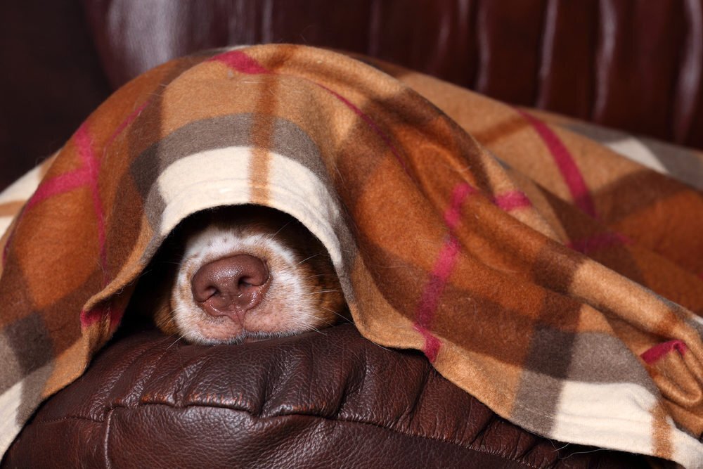 How to protect leather furniture from pets
