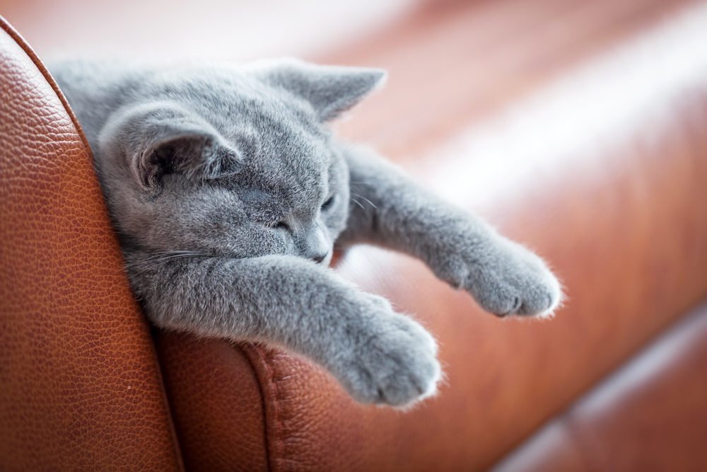 How To Protect Leather Furniture From Pets, Are Leather Couches Ok With Cats
